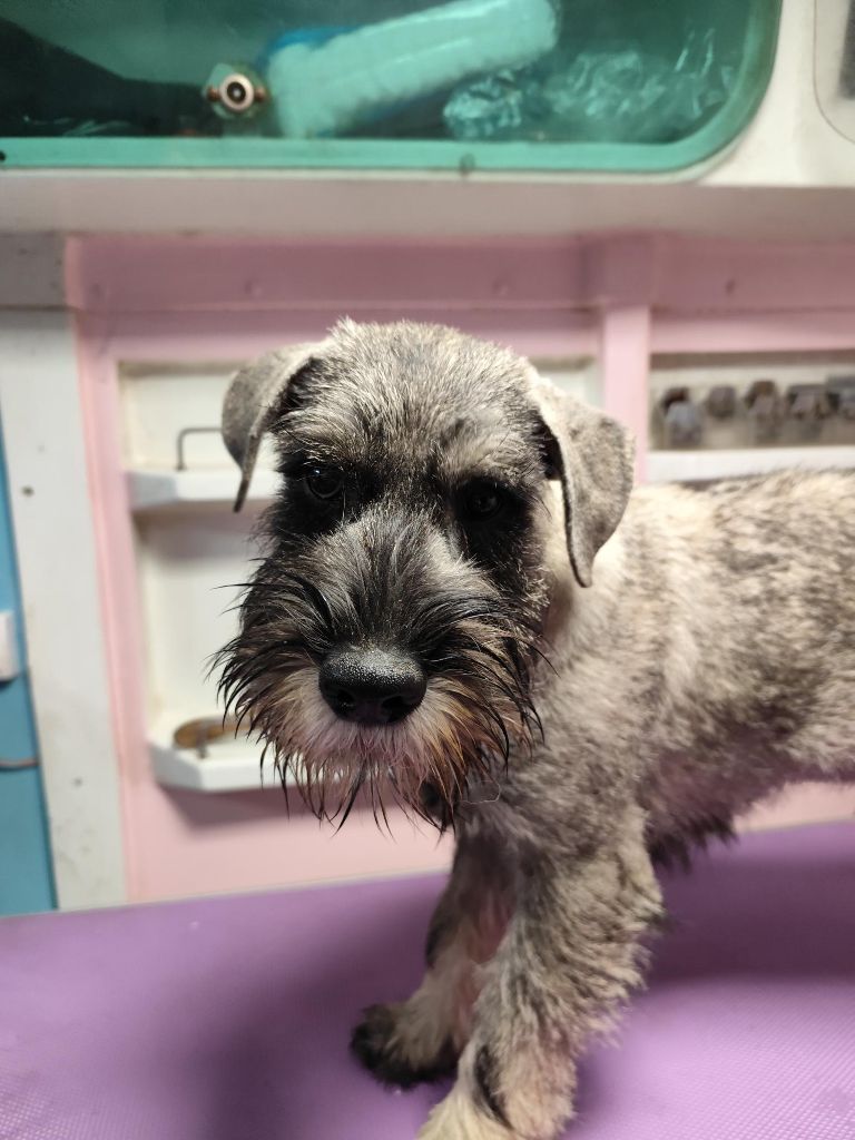 Des Chtites Pattes D'Argent - Chiot disponible  - Schnauzer